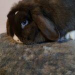 proven mini lop doe