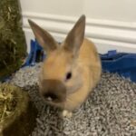 Rabbit