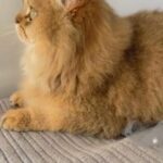 British Longhair golden male
