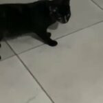 Black female kitten