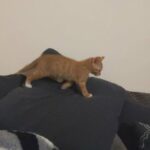 ginger kitten crumb