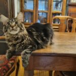 maine coon cat