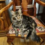 maine coon cat