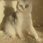 British shorthair silver shaded boy
