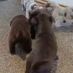 chocolate and merle Collie x Labrador puppies