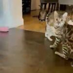 Pedigree Bengal Leopard Kittens