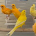 Beautiful Singing Canary available for Sale