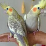Hand Tamed/Untame Cockatiels for Sale
