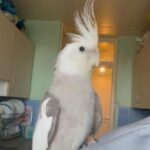 Hand Tamed/Untame Cockatiels for Sale