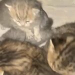 BSH kittens
