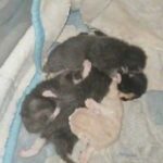 5 kittens ready in 7 weeks different prices