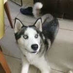 blue eye stud husky
