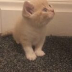 BSH GCCF REG cream bi boy