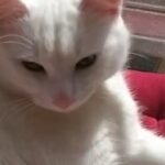 Male White Cat