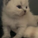 Unique British Shorthair Kitten Lilac Colourpoint