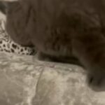 British Shorthair kittens