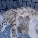 TICA registered bengals kittens for sale