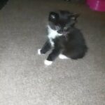fluffy male kitten