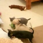 Playful chihuahuas for sale