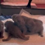 Scottish fold blue kittens!