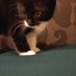gorgeous kittens