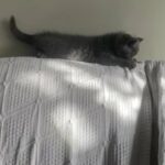 last BSH kitten