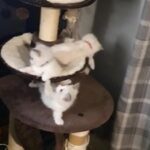 Gccf registered ragdoll kittens active/non active