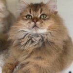 British longhair Pedigree boy