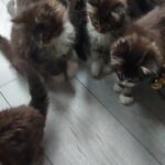 full pedigree Maine coon kittens