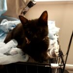 17 week old female kitten