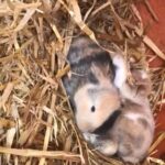 mini lop cross Netherland dwaf bunnies
