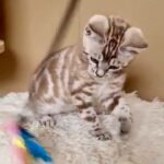 stunning silver mink pedigree bengal