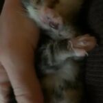 fluffy grey female bengal