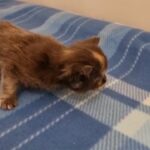 Maine Coon kitten