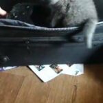 CHUNKY british shorthair kittens