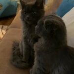 2 Stunning Kittens- Maine Coon & Scottish Fold