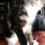 Maine Coon kitten