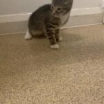 male & female 8 week bsh x kittens