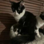 Maine coon