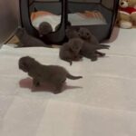 scottish fold/straight kittens! stunning parents!