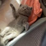 Scottish fold and straight kittens beautiful parents!