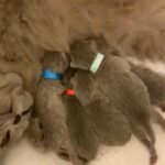 Genetically health tested Gccf Reg kittens