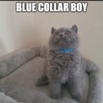 GCCF reg Blue British Shorthair kittens