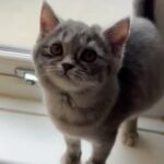 blue tabby boy