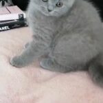 Bliss Bsh Blue