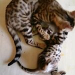 Active pedigree bengal kitten pedigree female