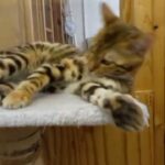 Bengal active kitten
