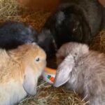 baby dwarf lops for sale