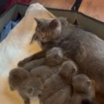 Scottish fold/straight kittens