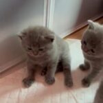 scottish fold/straight kittens!